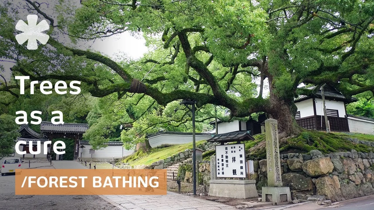 Embracing Forest Bathing: The Therapeutic Power of Nature Connection