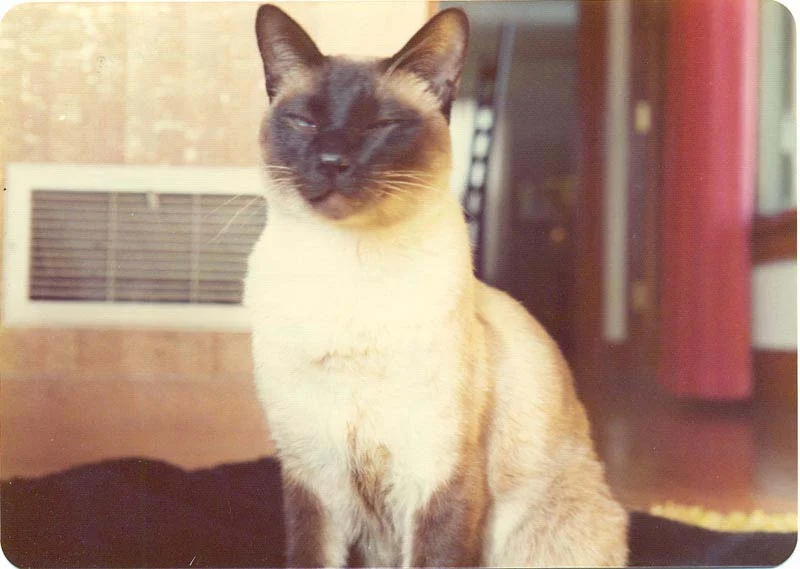When a Cat Co-Authored a Paper in a Leading Physics Journal (1975)